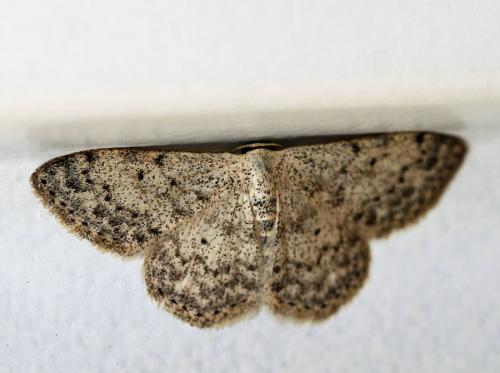 Réf. 92 811 : Scopula marginepunctata