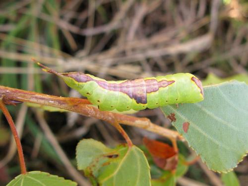 Furcula bifida