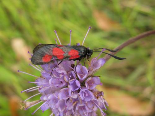 Réf. 92 231 : Zygaena trifolii