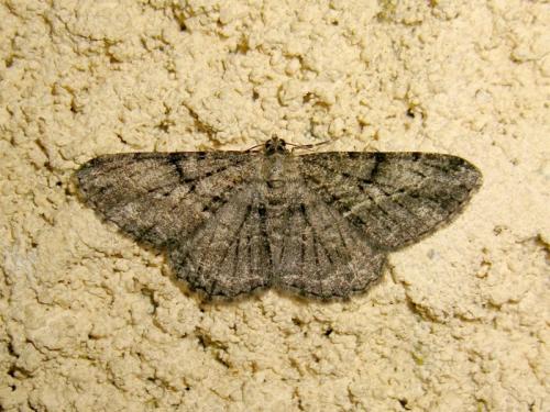 Réf. 92 755 : Peribatodes rhomboidaria