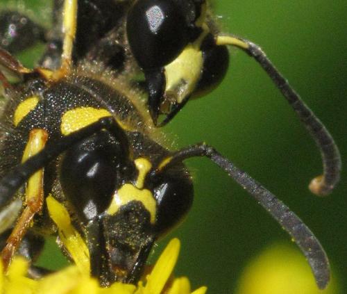 Eumenes papillarius