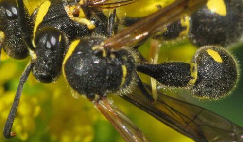 Réf. 92 861 : Eumenes papillarius