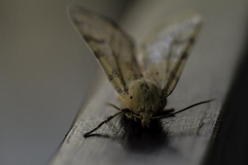 Réf. 92 099 : Hemihyalea edwardsii