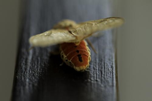Réf. 92 010 : Hemihyalea edwardsii