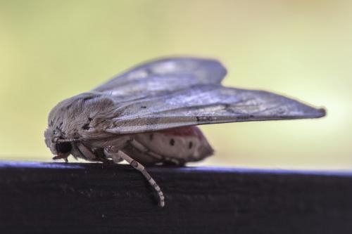 Réf. 92 012 : Hemihyalea edwardsii