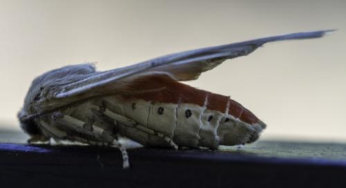 Réf. 92 008 : Hemihyalea edwardsii
