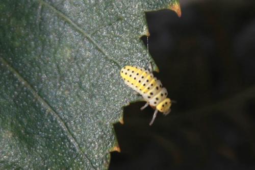 Halyzia sedecimguttata