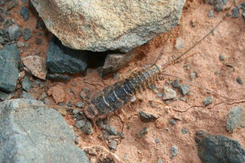 Réf. 92 186 : Ctenolepisma lineata