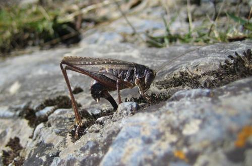 Réf. 92 628 : Platycleis sp.