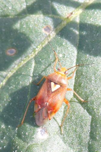 Lygus sp.