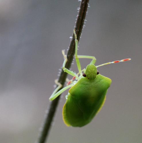 Palomena prasina