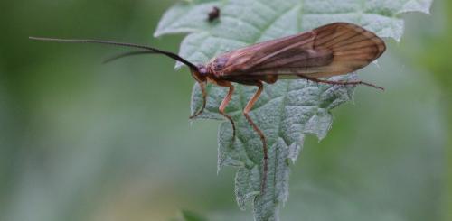 Anabolia nervosa
