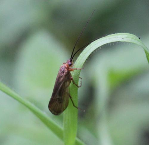 Anabolia nervosa