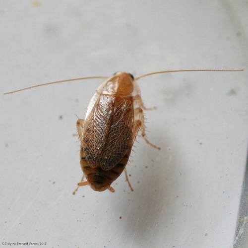 Planuncus vinzi