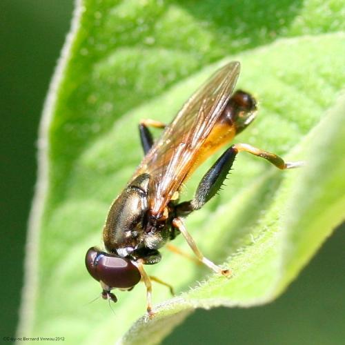 Réf. 92 803 : Xylota segnis