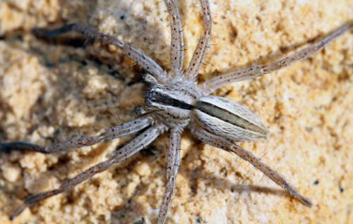 Réf. 92 330 : Micrommata sp.