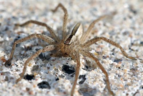 Réf. 92 331 : Micrommata sp.