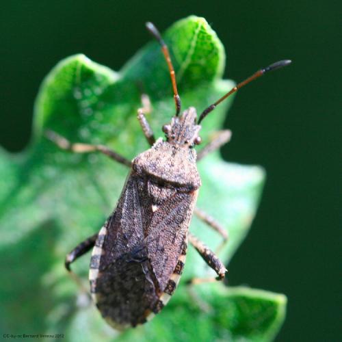 Ceraleptus gracilicornis
