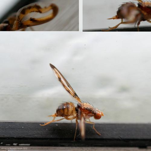 Toxoneura muliebris