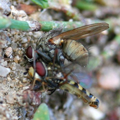 Réf. 92 757 : Coenosia tigrina
