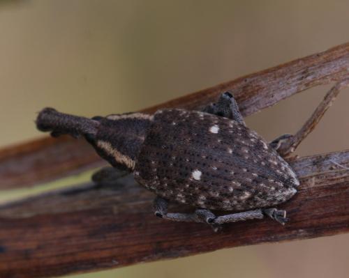 Réf. 92 386 : Lepyrus palustris