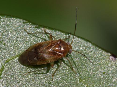 Réf. 92 624 : Pinalitus cervinus