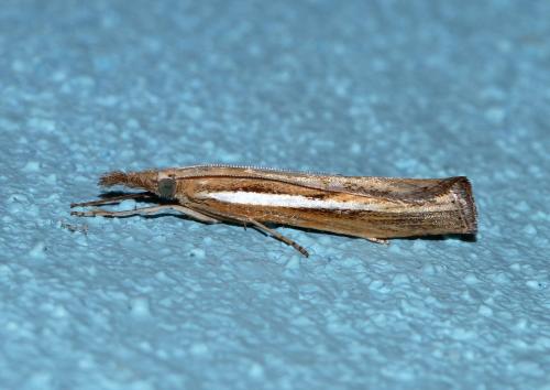 Réf. 92 089 : Agriphila tristella