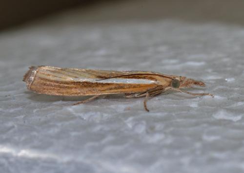 Réf. 92 087 : Agriphila tristella