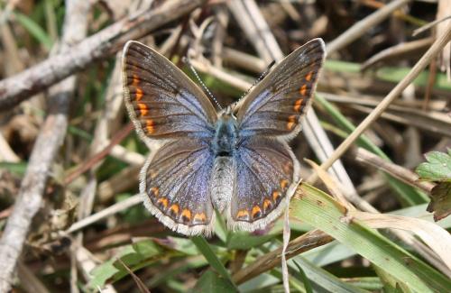 Polyommatus icarus