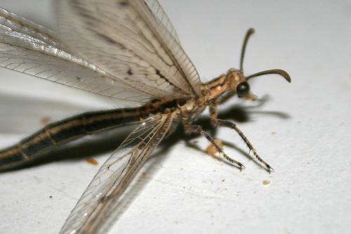 Lopezus arabicus
