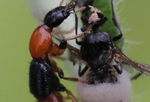Réf. 92 905 : Paederus littoralis