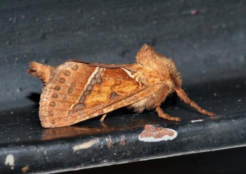 Triodia sylvina