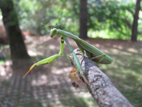 Mantis religiosa