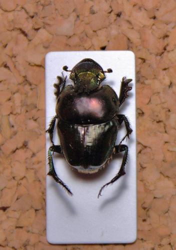 Phalops fimbriatus