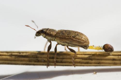 Sitona lineatus
