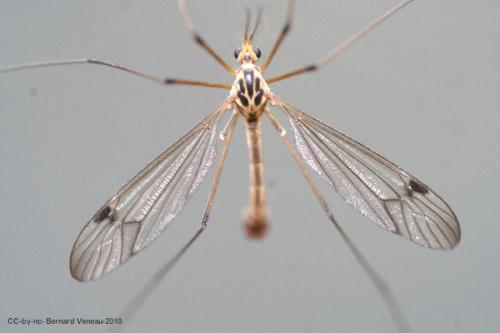 Nephrotoma quadrifaria