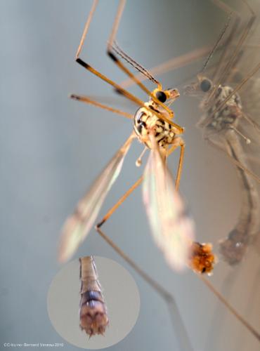 Nephrotoma quadrifaria