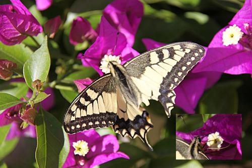 Papilio machaon
