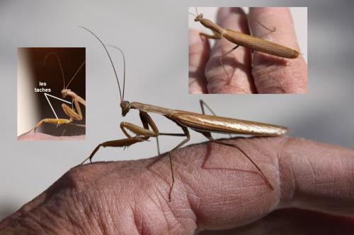 Réf. 92 125 : Mantis religiosa