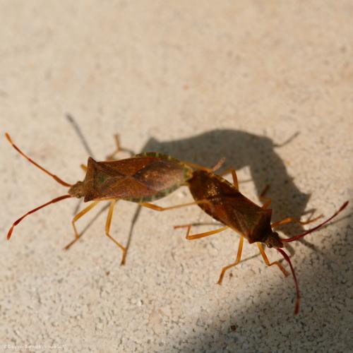 Gonocerus acuteangulatus