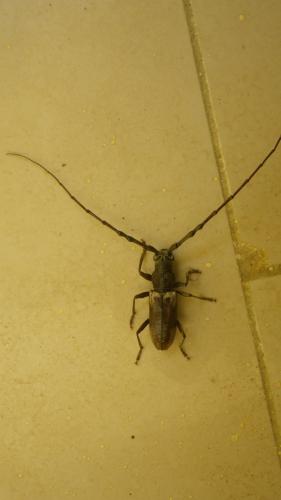 Neoplocaederus sp.