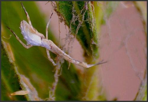 Uloborus walckenaerius