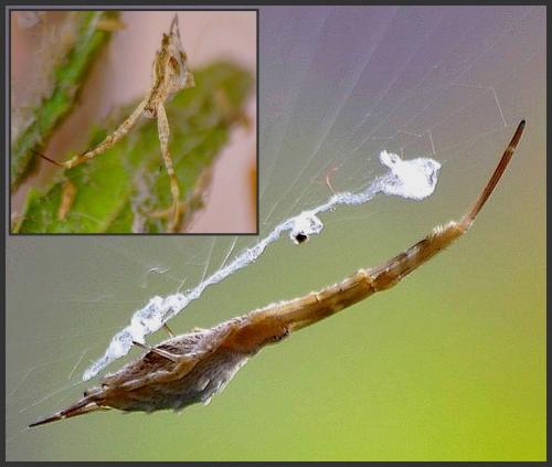 Uloborus walckenaerius