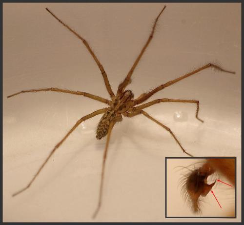 Eratigena saeva