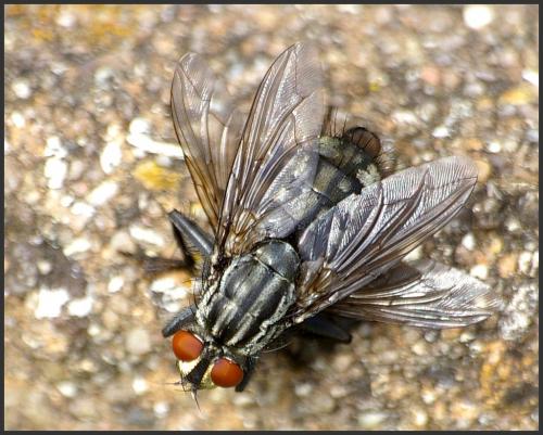 Sarcophaga sp.