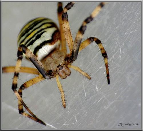 Argiope bruennichi