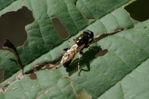 Xylota segnis
