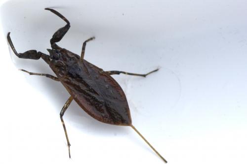 Réf. 92 677 : Nepa cinerea