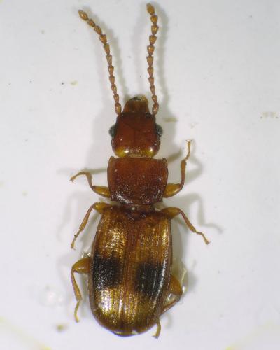 Réf. 92 420 : Notolaemus unifasciatus