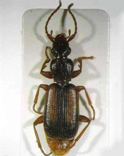 Réf. 92 477 : Polistichus connexus